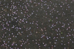 2019年4月27日鞍馬寺