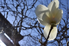 2022年3月16日熊野本宮大社