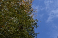 2021年10月31日貴船神社