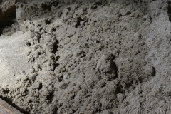 2021年7月15日出雲大社