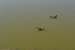 2019年11月17日橿原神宮