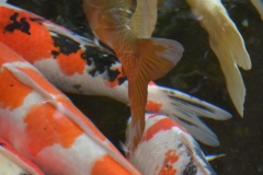 2018年2月11日伊勢神宮