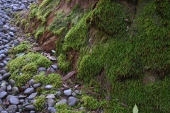 2021年11月21日瀧原宮神社