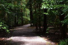 2020年7月12日伊勢神宮