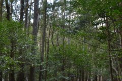 2022年2月22日伊勢神宮