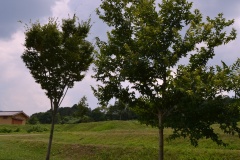 2021年8月1日於美阿志神社（明日香村）