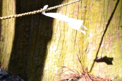 2022年12月1日伊勢神宮