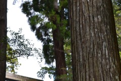 2022年12月1日伊勢神宮