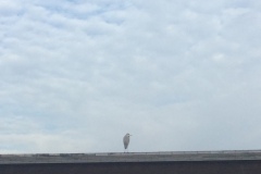 2021年2月12日厳島神社