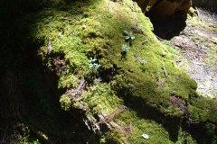 2019年4月21日高野山