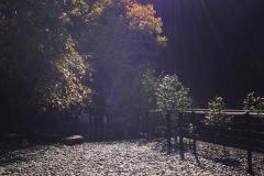 2020年11月4日天河神社