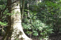 2021年11月21日瀧原宮神社