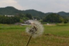 2021年8月1日於美阿志神社（明日香村）