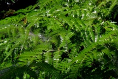 2021年7月15日出雲大社